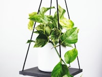 英超联赛标志与比赛场景